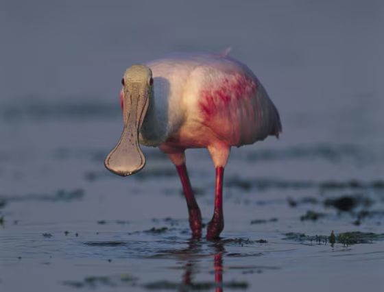 A roseate spoonbill at the shore in Merritt Island, Fla. Fossils show that shorebirds during the time of the dinosaurs behaved just like modern shorebirds.